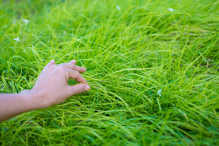 Hand of a female person touching a plant natural beautiful environment flowersの写真素材