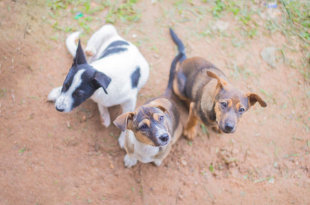 A group of puppies wandering in the middle of nature freely hungry.