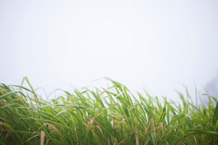 Natural pattern background with misty morning atmosphere with empty space.の写真素材