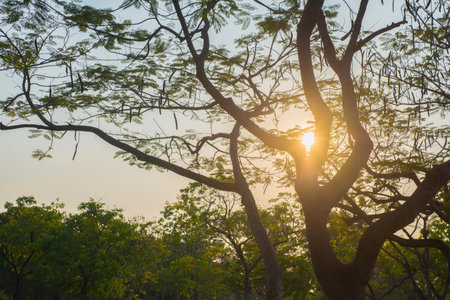 An outdoor location in a park with warm natural light.の写真素材