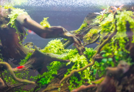 fish tank decoration scenery The underwater plants and trees are beautifully decorated in nature.の写真素材