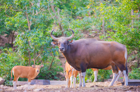 Rare wild animals raised in open zoos in their natural environment.の写真素材