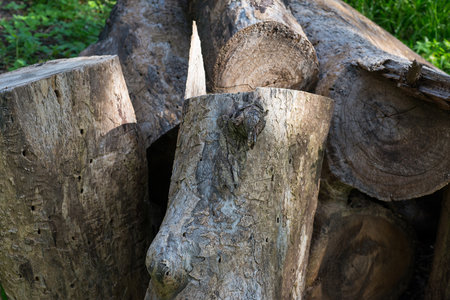 Big tree cut
