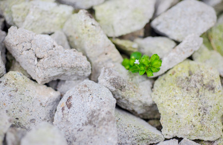 natural tree survival in an often hostile environment