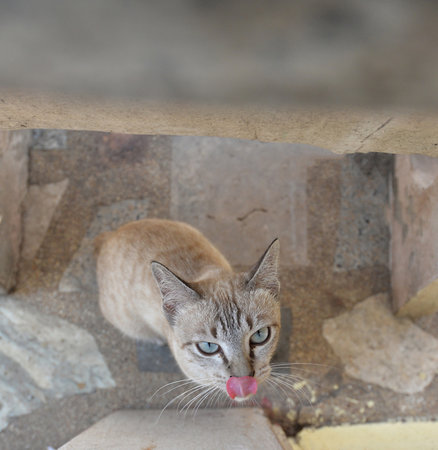Cat looking up and tongue stickingの写真素材