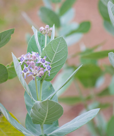 Small shrub, flowers are white-purple.の写真素材