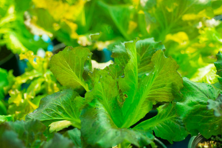 lettuce growing in the garden