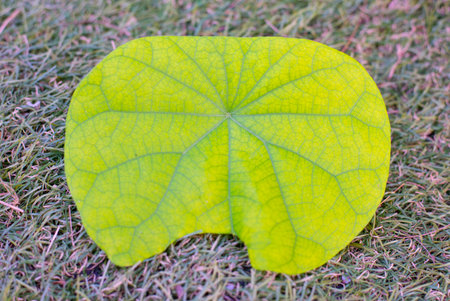 single leaf image and detail.の写真素材