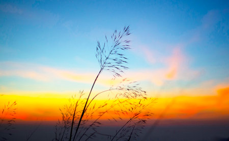 Natural atmosphere silhouette colorful backgroundの写真素材
