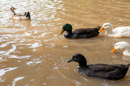 A herd of poultry living in the waterの写真素材