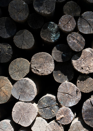Photo of the background pattern of many cut stumps.の写真素材