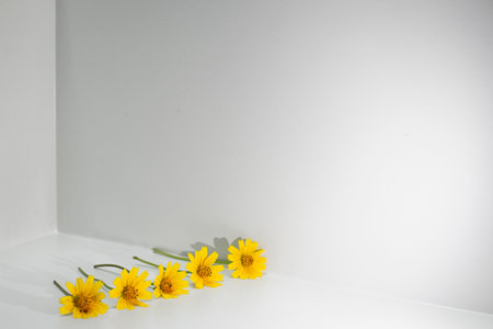 yellow flower with the shadows of the white backgroundの写真素材