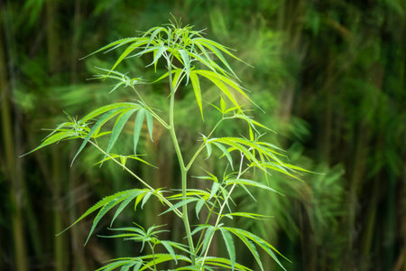 cannabis strains green hemp in the gardenの写真素材