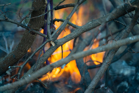 concept abstract background fire in the woodsの写真素材