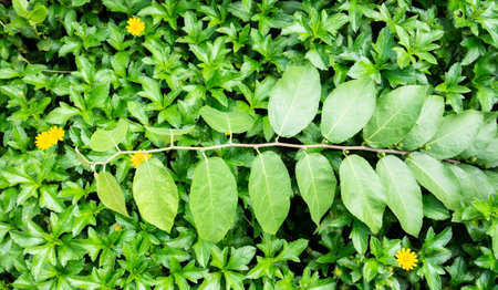 environment that occur in the treeの写真素材