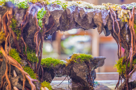 Picture of fish tank decoration scenery Underwater plants and trees are beautifully decorated amidst nature.の写真素材