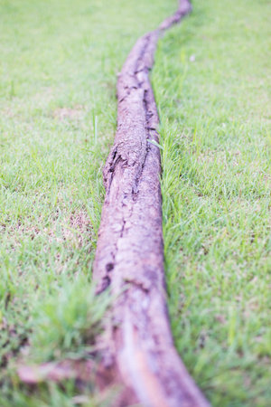 Image of large tree roots on green grassの写真素材
