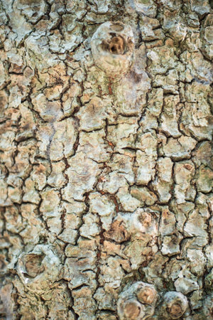 texture of the wall. The surface of the old wood has cracks.