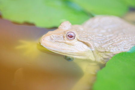 picture of frog in the pondの写真素材