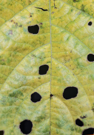 The background of yellow leaves is eaten by pests.