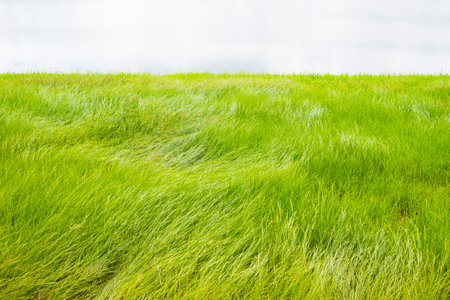 green grass and blue sky