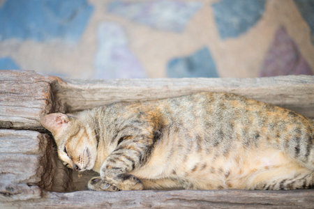 close up of a cat sleepingの写真素材