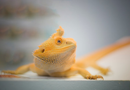 Pet iguana in nature, individual preferences