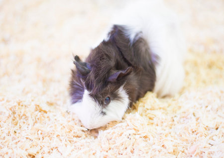 Guinea pigs belong to the rodent family. Pets that are cuteの写真素材