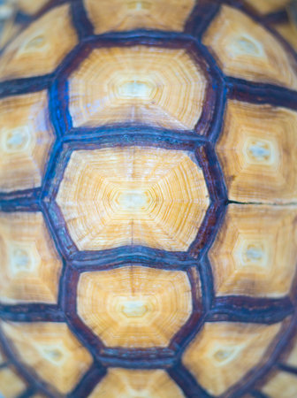 Natural textures, colors and patterns of animals