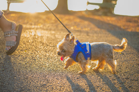 The lifestyle of people who take their beloved pets for outdoor exercise in parks.