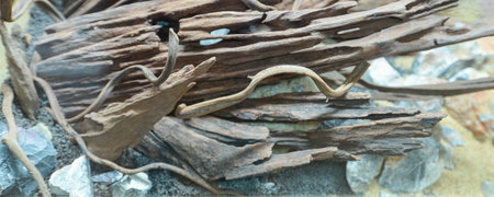 The dead branches of a tree are used to decorate the aquarium.