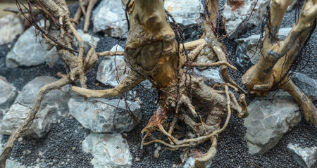 The dead branches of a tree are used to decorate the aquarium.
