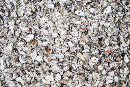 Shell surface texture background photography