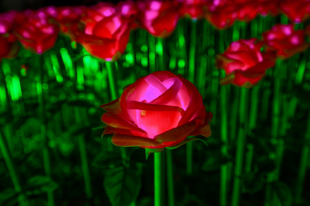 red rose in the gardenの写真素材