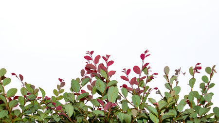 Tree leaves on a white background scene