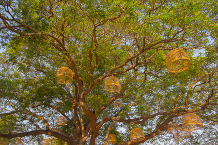 A big tree grows and spreads its branches. and beautifully decorated in Asian styleの写真素材
