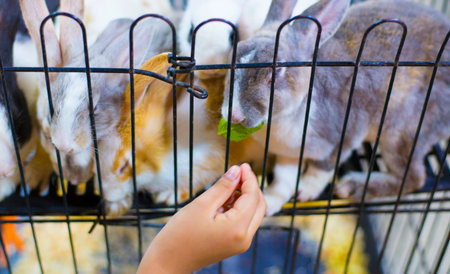 child playing with feeding petsの写真素材