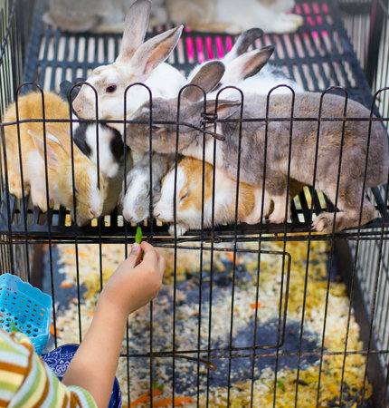 child playing with feeding petsの写真素材