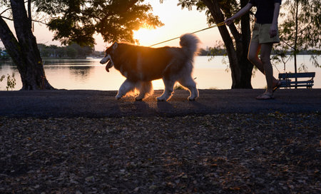 Lifestyle, relaxation, recreation People and pets in outdoor parks during leisure time