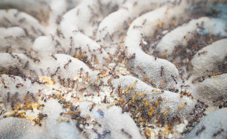 ant small insect, often with a sting, that usually lives in a complex social colony with one or more...