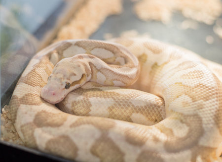 Snakes that are born and live naturally and are kept as pets