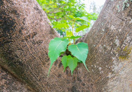 plant growing in the garden