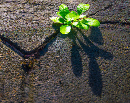 Natural plants on concrete floorの写真素材