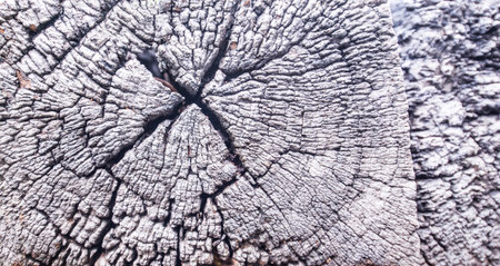 texture of the bark of a tree