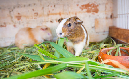 Pet hamster in the grassの写真素材