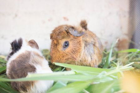 Pet hamster in the grassの写真素材