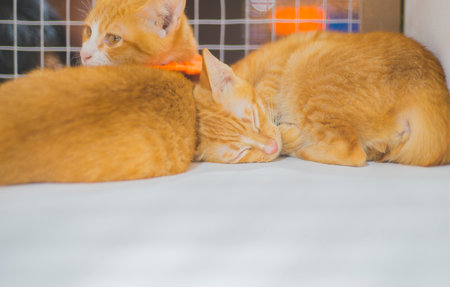 The cat is sleeping.の写真素材