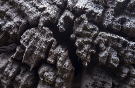 seamless texture bark of a treeの写真素材