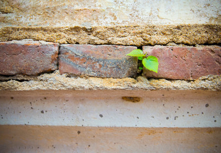 old brick wall with growing treesの写真素材