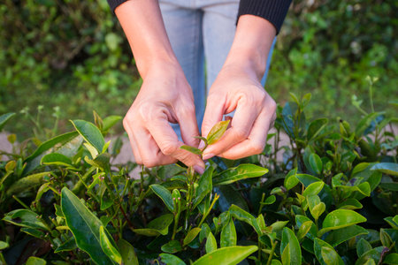 Farmer hand picking up tea leavesの写真素材